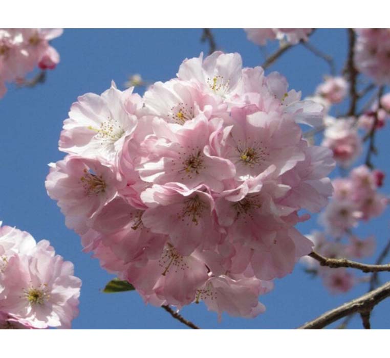 cerisier à fleur accolade